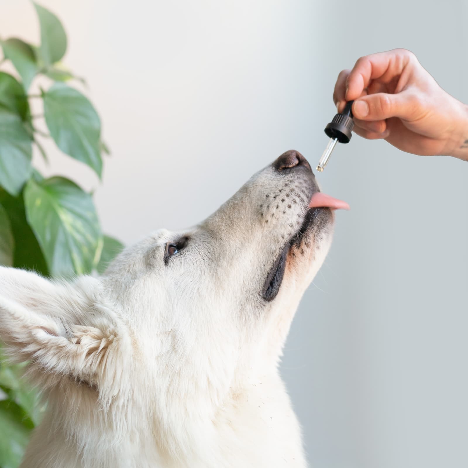 Huile de CBD 7% pour Grands Chiens | Bacon 10ml